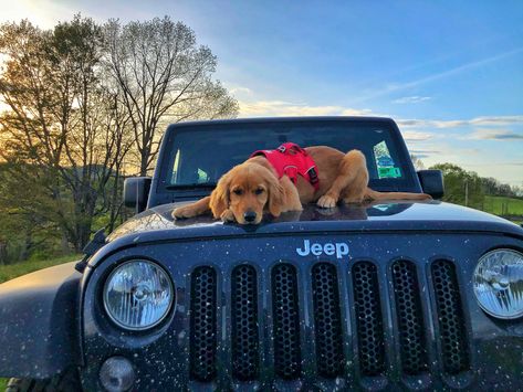 Jeep Wrangler & golden retriever puppy Dog In Jeep, Jeep Dogs, Dream Cars Jeep, Jeep Lover, Jeep Jeep, Dream Dog, Personalized Gift Ideas, Jeep Cars, Off Roading