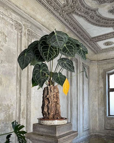 Philodendron Aesthetic, Anthurium Balaoanum, Plant Space, Houseplant Decor, Anthurium Clarinervium, Rare Philodendron, Anthurium Plant, Plants Are Friends, Home Aesthetic