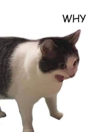 WHY Smug Cat Meme, Cat Angry Meme Face, Cat Goofy Meme, Cat Smile Meme Funny, Cat Memes Screaming, Cat Memes Scary, Cat Memes, Funny Memes, Memes