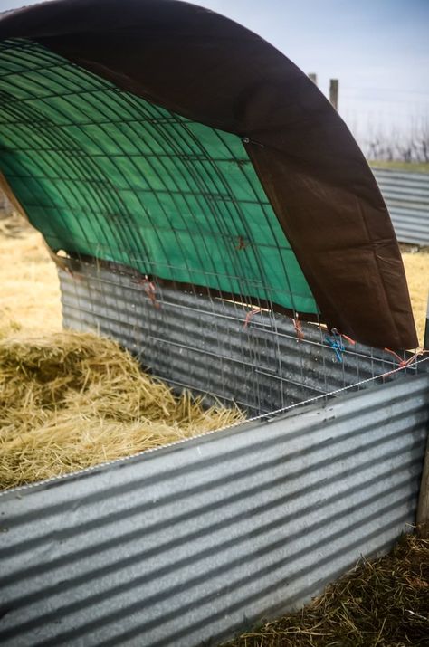 An easy pig shelter | The Elliott Homestead Pig Shelter, Pastured Pigs, Kune Kune Pigs, Elliott Homestead, Shaye Elliott, Livestock Shelter, Raising Pigs, Goat House, Raising Farm Animals