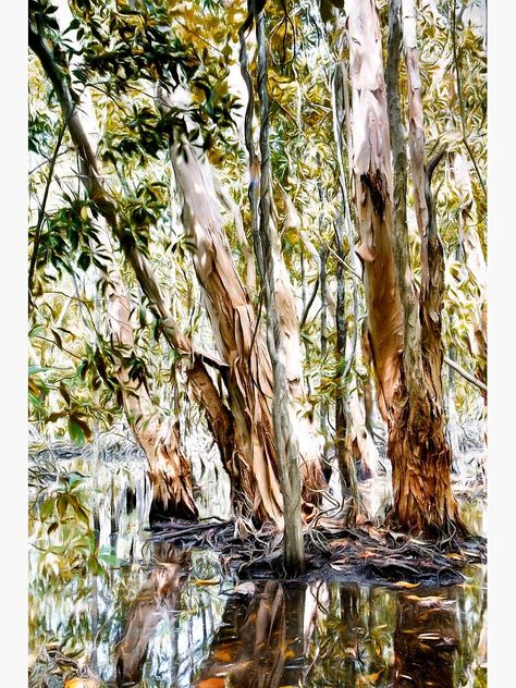 Melaleuca Tree, Commission Ideas, Australian Tea Tree, Australia Art, North Queensland, Melaleuca Alternifolia, Tree Forest, Queensland Australia, Landscape Trees