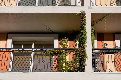 How to Grow and Care for Ivy on a Balcony - Balcony Boss Ivy Balcony, Types Of Ivy, Ivy Look, Condo Balcony, Hedera Helix, Wooden Trellis, Ivy Vine, English Ivy, Ivy Plants