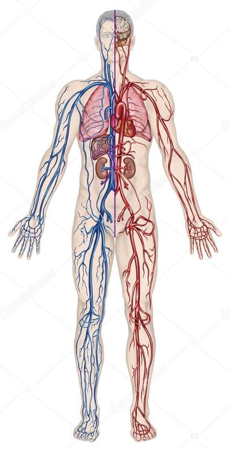 Venous System, Human Body Systems Projects, Body Systems Project, Human Brain Anatomy, Human Circulatory System, Human Heart Anatomy, Biology Projects, Medical Wallpaper, Human Body Systems