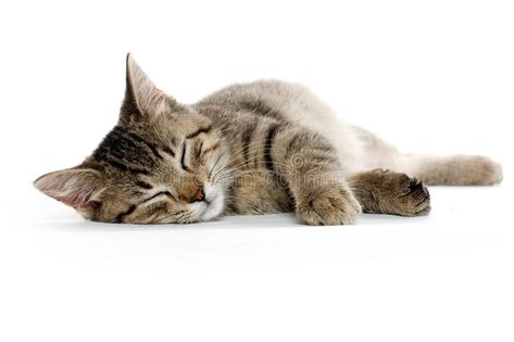 Cute tabby cat. Laying down and resting on white background #Sponsored , #sponsored, #sponsored, #tabby, #white, #background, #cat Cat Poses Laying Down, Cat Laying Down Drawing Reference, Cat Lying Down Reference, Cats Full Body Picture, Cat Laying Down Reference, Cats Laying Down, Cat Lying Down, Cat Looking Up, Cat Laying Down