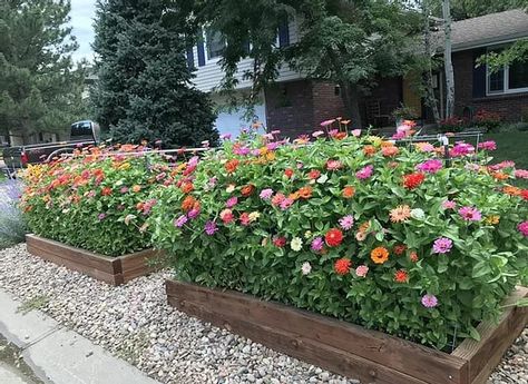 We wanted to give a special shout out to these raised beds chock full of beautiful zinnias by Amy Damon. “These zinnia beds have brought a moment of brightness to many during this pandemic times,” says Amy. They certainly did for us! #gardening #plant #garden Zinnia Front Yard, Zinnia Raised Bed, Zinnia Bed Ideas, Zinnia Garden Beds, Zinnia Flower Bed, Blooming Backyard, Zinnias Garden, Flower Garden Layout, Monarch Garden