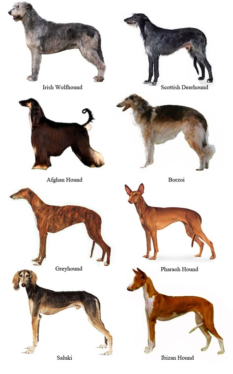 the sight hound group Different Breeds Of Dogs, Saluki Dogs, Sight Hounds, Ibizan Hound, Pharaoh Hound, Irish Wolfhounds, Hound Dogs, Breeds Of Dogs, Dogs Training