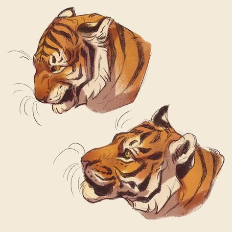 Guardados / Twitter Nora Potwora, Tiger Fanart, Tiger Sketch, Expression Sheet, Cats Art Drawing, Tiger Drawing, Big Cats Art, Animal Study, Animal Anatomy