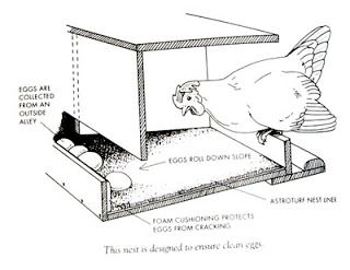 since i strained something in my groin, last thursday, i have been taking things easy. i decided that i needed to design our chicken coop. o... Raising Turkeys, Chicken Barn, Chicken Nesting Boxes, Diy Chicken Coop Plans, Chicken Coop Designs, Keeping Chickens, Building A Chicken Coop, Chicken Coop Plans, Backyard Chicken Coops