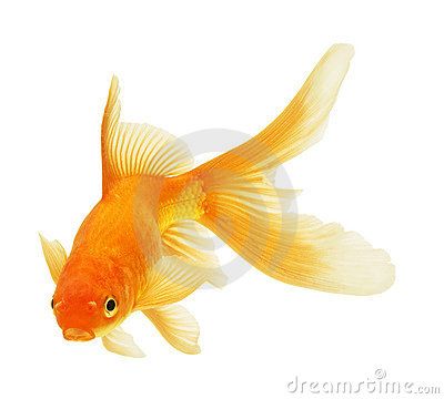 Gold fish Gold Fish Photography, Goldfish Background, Fishes Photography, Traditional Japanese Art Style, Goldfish Swimming, Japanese Art Style, Fish Goldfish, Goldfish Art, Colourful Fish