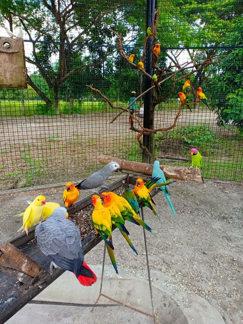 Bird Enclosure, Parrot Habitat, Parrot Aviary, Diy Bird Cage, Birds Cage, Backyard Birds Sanctuary, Rabbit Habitat, Garden Watering System, Pet Bird Cage