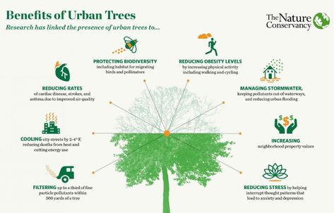 The benefits of urban trees | CNU Cardiac Disease, Landscaping Trees, Urban Tree, Urban Forest, Street Trees, Heart Projects, Home Bar Designs, Urban Nature, Tree Care