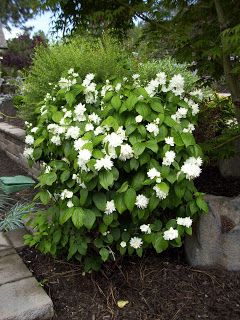 KHS: Plant Library: Philadelphus - Mock Orange Container Trees, Mock Orange Shrub, Best Smelling Flowers, Flowers In Garden, Lemon Plant, Plant Library, Smelling Flowers, Lemon Flowers, Landscaping Trees