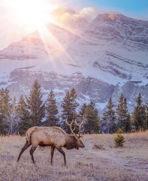 Photography Of Animals, Canadian Shield, Canadian Wilderness, Beauty Plan, Canadian Wildlife, Wildlife Pictures, Wild Beauty, Pretty Animals, Wildlife Photos