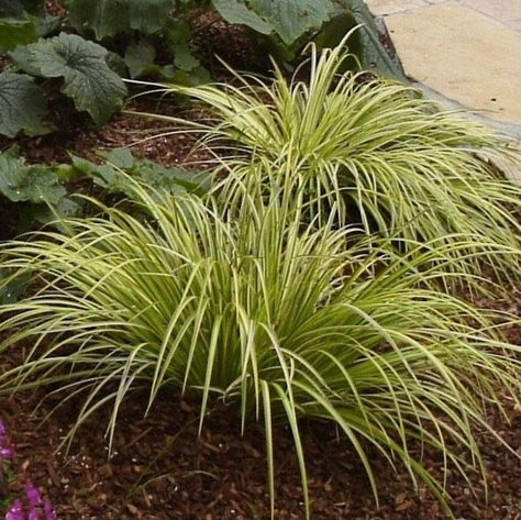 Gardening 101: Japanese Sweet Flag Grass - Gardenista Acorus Ogon, Acorus Gramineus, Garden Bark, Golden Japanese, Making Plant Pots, Backyard Plants, Pond Plants, Grasses Garden, Garden Makeover