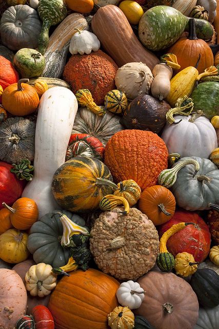 Autumn Squash, Pumpkins And Gourds, Pumpkin Squash, Falafels, Autumn Scenery, Autumn Beauty, Fall Pictures, Fruit And Veg, Autumn Cozy