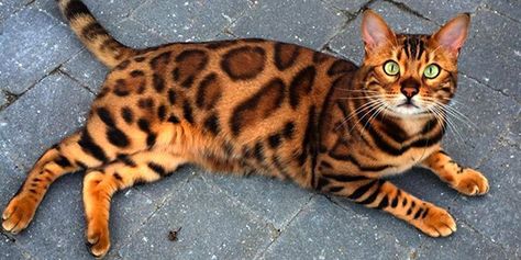 Thor: The Internationally Loved Bengal Cat - https://www.bengalcats.co/thor-internationally-loved-bengal-cat/ Bangel Cats Kittens, Six Toed Cats, Ginger Bengal Cat, Anime Cat Animal, Bengle Cats, Bangel Cats, Brown Bengal Cat, Gato Bengali, Bengal Cat Kitten