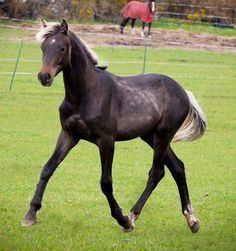 Silver seal brown foal Kwpn Horse, Chocolate Palomino, Dutch Warmblood, Warmblood Horses, Horse Products, Silver Bay, Horse Pics, Riding Clothes, Horse Riding Clothes