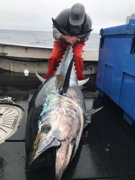 Deep Sea Fishing Outfit, Bluefin Tuna Fishing, Gloucester Massachusetts, Perch Fishing, Tuna Fishing, Bluefin Tuna, Salt Water Fishing, Fishing Photography, Offshore Fishing