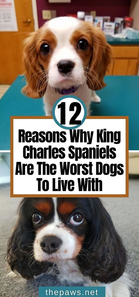 We are warning you. King Charles Spaniels are the worst dogs to live with. Don't believe us? Here are 12 reasons why. King Spaniel Charles Cavalier Puppy, King Cavalier Puppy, Charles Spaniel Puppy, Puppy Cavalier King Charles Spaniel, King Charles Puppies, Mini Cavalier King Charles Spaniel, Cocker Spaniel Haircut Styles, Cute Cavalier King Charles Spaniel Puppy, Teacup Cavalier King Charles Spaniel