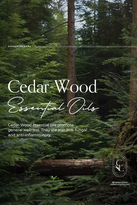 Cedar Wood Essential Oil, Earth Magic, Cedar Oil, Cedar Tree, Woody Scent, Leaves And Branches, Aroma Therapy, Cedarwood Oil, Cedarwood Essential Oil