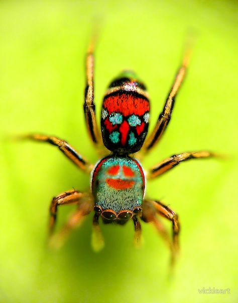 colorful spider by vickieart Colourful Spiders, Colorful Spiders, Spider Arachnid, Colorful Spider, Peacock Spider, Arachnids Spiders, Dancing Peacock, Spiders And Snakes, Jumping Spiders