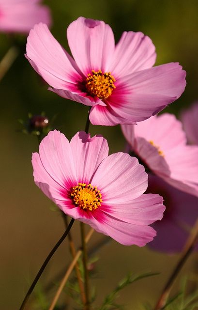 Cosmos Flower Photography, Pink Cosmos Flowers, Pink Cosmo, Succulent Tattoo, Pink Cosmos, Cosmos Flowers, Arte Floral, Flower Beauty, Flowers Nature