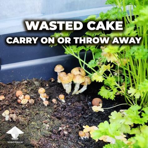 Mushroom Cakes, Mushroom Cake, Sustainable Homestead, Mushrooms Growing, Mushroom Grow Kit, Mushroom Growing, Mushroom Tea, Grow Boxes, Mushroom Cultivation