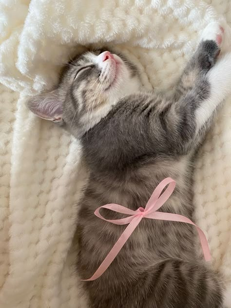 Cat Aesthetic, Pink Cat, Silly Cats, Cute Creatures, Pretty Cats, Cute Little Animals, Beautiful Cats, Baby Cats, Pink Ribbon