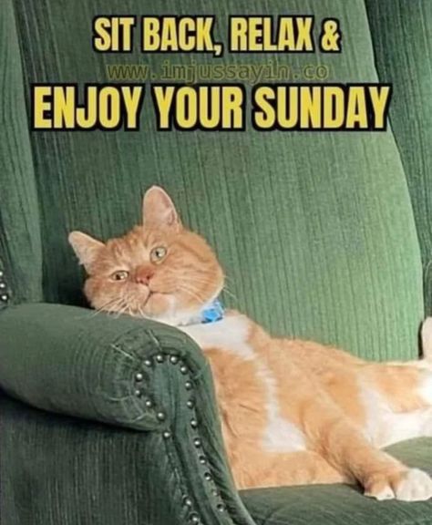 Sunday Cat Quotes, Saturday Morning Quotes, Sunday Humor, Sunday Blessings, Enjoy Your Sunday, Have A Great Sunday, Funny Inspirational Quotes, Cat Quotes, Sit Back