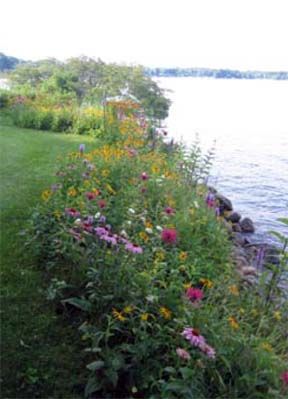 Native vegetation between turf and the water. Lake Landscaping Ideas Backyards, Natural Lakefront Landscaping, Natural Grasses Landscaping, Outside Cabin Decorating Ideas, Lake Shoreline Landscaping, Pond Shoreline Ideas, Plants For Lake Shoreline, Shoreline Landscaping Lakes, Lake Edge Landscaping