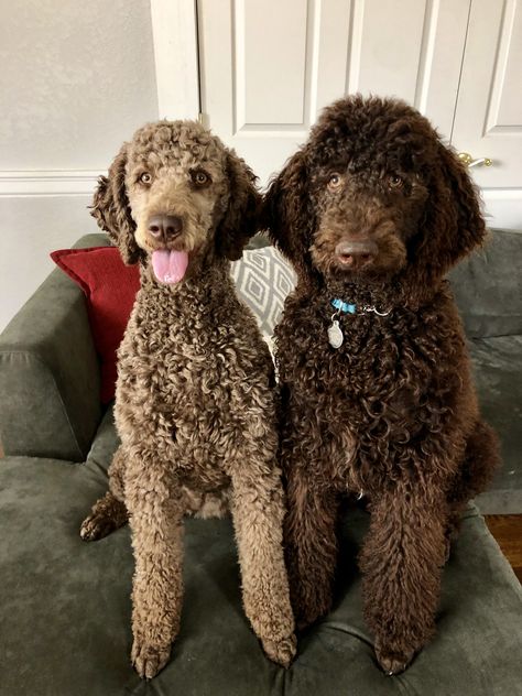 Standard Poodle Brown, Labradoodle Haircuts, Brown Standard Poodle, Jeep Tent, Labradoodle Haircut, Standard Poodle Haircuts, Poodle Haircut Styles, Goldendoodle Haircuts, Poodle Black