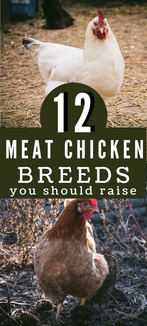 Meat Chicken Pen, Chicken Breeds For Meat, Meat Birds Raising, How To Raise Meat Chickens, Raising Chickens For Meat, Raising Meat Chickens For Beginners, Best Meat Chickens, Meat Chickens Raising, Meat Chicken Coop