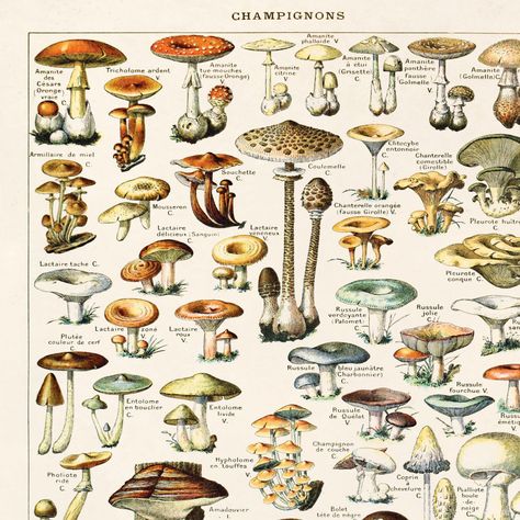 gallery photo Fungi Art, Mushroom Poster, Illustration Botanique, Vintage Mushroom, Mushroom Art, Art Collage Wall, Collage Wall, Vintage Botanical, Antique Prints