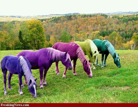 Did you know that for the "horse of a different color" in the movie the Wizard of Oz the horses' coat colors were changed color with Jello?  My favorite movie and a new trivia question!  #eecustomhorseshoes Wizard Of Oz Color, Horse Lessons, Horse Rescue, Horse Dressage, The Wonderful Wizard Of Oz, All About Horses, Horse Owner, Breathing Techniques, Horse Coloring