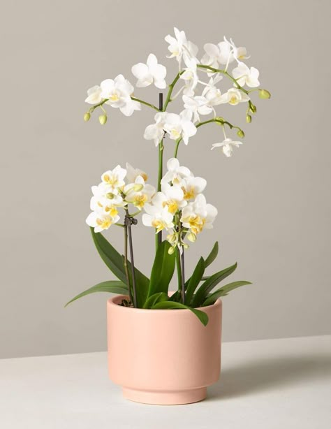 A Timeless Gift: The Sill White Orchid Plants Widget, Orchid Black And White, London Dining Room, Plants Types, Orchids Care For Beginners, Orchid Wallpaper, Orchids Care, Plant Benefits, Buy Plants Online