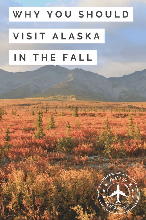 Full Passport, Alaska Cruise Tips, Alaska Northern Lights, Alaska Adventures, Visit Alaska, North America Travel Destinations, Alaska Vacation, Fairbanks Alaska, Full Life