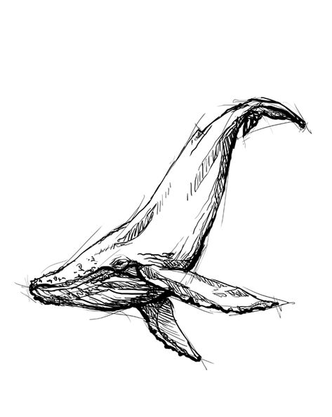 humpback whale illustration - personal project Whale Line Art, Whale Sketch, Line Art Tattoo, Whale Drawing, Whale Illustration, Whale Tattoos, Whale Art, Humpback Whale, Animal Sketches