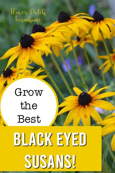 Easily grow the best Black Eyed susans (aka: rudbeckia) and enjoy the sunny color all summer long well into Fall! Drought tolerant and they grow easily from seed. Plant some today! #cottagegarden #flowerpatchfarmhouse #rudbeckia #gardening How To Plant Black Eyed Susans, Planting Black Eyed Susans, Black Eyed Susan Landscaping, Kentucky Gardening, Farm Landscaping, Black Eyed Susan Flower, Yard Flowers, Black Eyed Susans, Hampshire House