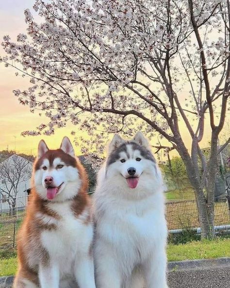 husky lover USA | Perfect shoot ❤️❤️❤️ | Facebook Husky Lover, Photo Challenge, Siberian Husky, Beautiful Photography, Animals Wild, Husky, Animal Lover, Dog Lovers, Pet