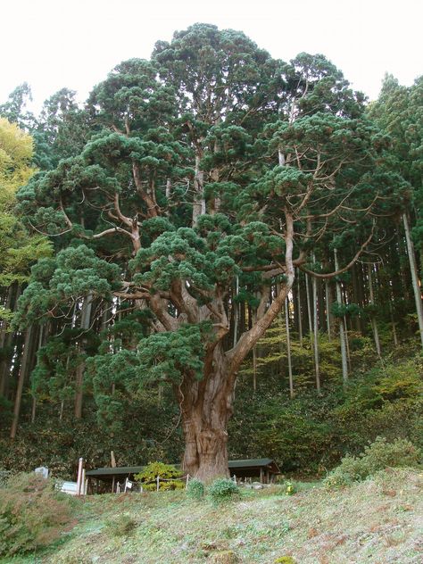 Cryptomeria japonica / Japanese cedar / Sugi / Japoninė kriptomerija. It is a very large evergreen tree, reaching up to 70 m tall and up to 5,2 m trunk diameter, with red-brown bark which peels in vertical strips. Cryptomeria Japonica, Rainbow Eucalyptus Tree, Japanese Cedar, Rainbow Eucalyptus, Tree Id, Japanese Tree, Cedar Tree, Eucalyptus Tree, Cedar Trees