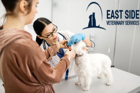 Veterinary Photoshoot, Gut Health Diet, Pet Services, Canine Tooth, Veterinary Services, Vet Clinics, Dog Health Care, Dental Hygiene, Service Animal