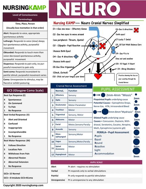 N2N CARDIAC PAGE NURSING KAMP CLINICAL K | Med Surg Brain Sheet Book Neuro Nursing Cheat Sheets, Oncology Nursing Cheat Sheets, Critical Care Nursing Cheat Sheets, Pathophysiology Nursing Study Guides, Neurology Notes, Med Surg Nursing Study, Med Surg Nursing Cheat Sheets, Nursing Med Surg, Er Nursing