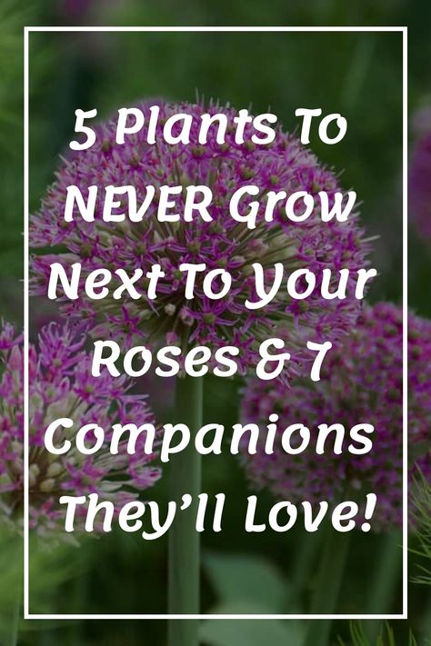 5 Plants to NEVER Grow Next to Your Roses & 7 Companions They’ll Love! Landscaping With Roses Ideas, Front Yard Rose Garden Ideas, Double Knockout Roses Landscaping, Double Knock Out Roses Landscape Ideas, Climbing Rose Companion Plants, Peonies And Roses Garden, What To Plant With Knockout Roses, Companion Planting Roses, Garden Urns Ideas Focal Points