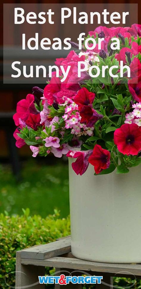 Front Porch Potted Plant Ideas Full Sun, Best Plants For Planters Front Porches, Porch Planter Ideas Full Sun, Flower Container Ideas For Front Porch, Front Step Flower Pots, Front Porch Planter Ideas Full Sun, Best Flowers For Pots Front Porches, Shade Flower Pot Ideas, Ideas For Flower Pots Outside