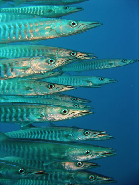 Marine Life Art, Fauna Marina, Coral Bay, Sharm El Sheikh, Foto Art, Ap Art, Marine Animals, Ocean Creatures, In The Ocean