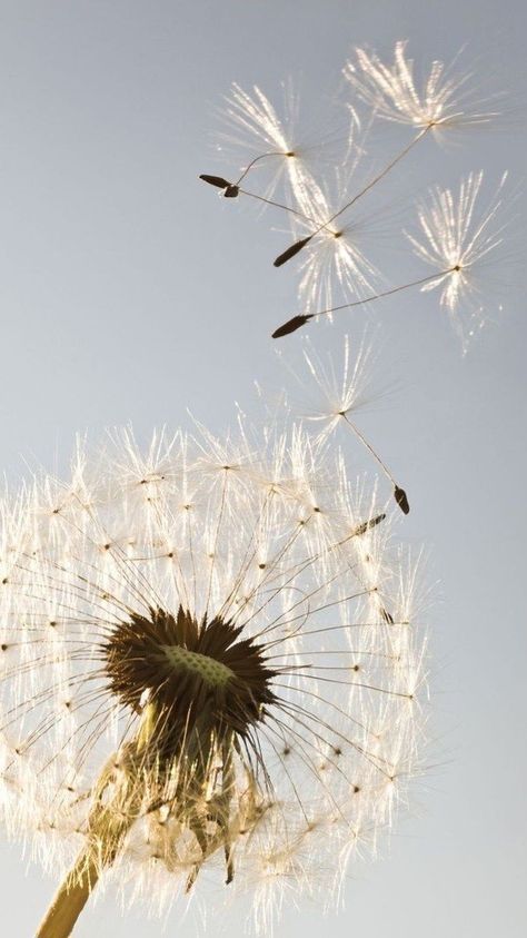 Whats Wallpaper, Dandelion Art, Dandelion Wishes, Blowing In The Wind, Dandelion Wish, Dandelion Flower, Healing Herbs, Make A Wish, Nature Beauty