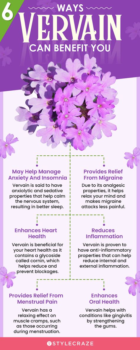 Rehmannia Benefits, Vervain Benefits, Mullen Herb Benefits, Blue Vervain Benefits, Vervain Magical Properties, Motherwort Benefits, Wild Herbs Medicine, Damiana Benefits, Nervine Herbs