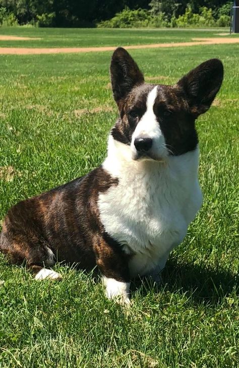 Cardigan Welsh Corgi Puppies, Cardigan Corgi, Best Cardigans, Welsh Corgi Puppies, Cardigan Welsh Corgi, Puppy Photos, Corgi Dog, Welsh Corgi, Animal Drawings