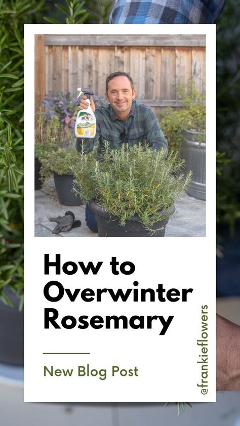 How To Bring Rosemary Inside, Drying Rosemary Diy, Pruning Rosemary Plants, Harvesting Rosemary How To, How To Trim Rosemary Plant, Rosemary Landscaping, Rosemary Plant Indoors, Grow Rosemary Indoors, Dividing Plants