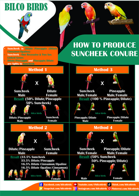 Many friends were asking about how to produce suncheek conure. Suncheek conure is Dilute Pineapple, so with the combination of Dilute and Pineapple we can produce Suncheek. REMEMBER, Dilute/Pineapple and Pineapple/Dilute are splits to suncheek. My new post will be regarding Pied, Misty and their colour variations. Follow for more information about green cheek conure and its mutations. #bilcobirds #shorts #birds #bird #nature #birdsofinstagram #wildlife #birdphotography #photography Pineapple Conure, Conure Bird, Green Cheek Conure, Conure Parrots, Punjab Pakistan, Many Friends, Genetic Mutation, Pet Bird, Bird Photography